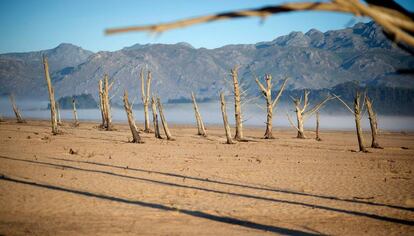 Troncos secos en la presa Theewaterskloof, afectada por la sequía, cerca de Ciudad del Cabo (Sudáfrica).