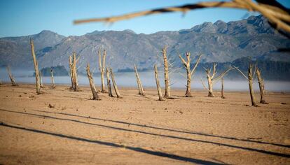 Troncos secos en la presa Theewaterskloof, afectada por la sequía, cerca de Ciudad del Cabo (Sudáfrica). 