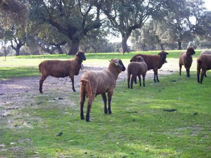 Varias ovejas merinas negras.