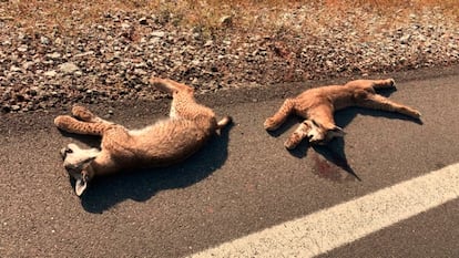 Los linces encontrados en la carretera que enlaza Vilches y Linares.