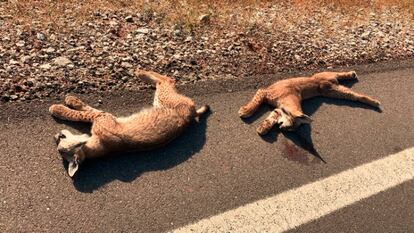 Los linces encontrados en la carretera que enlaza Vilches y Linares.