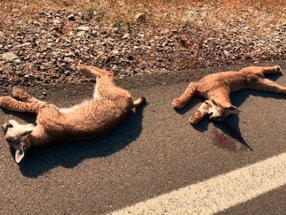 Los linces encontrados en la carretera que enlaza Vilches y Linares.