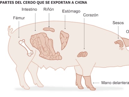 El cerdo de los despojos de oro