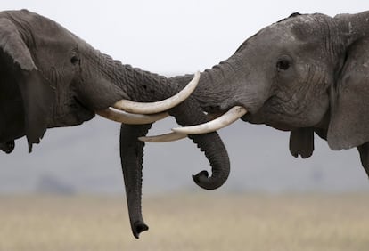 Elephants play in Amboseli National park, Kenya, February 10, 2016. REUTERS/Goran Tomasevic      TPX IMAGES OF THE DAY     