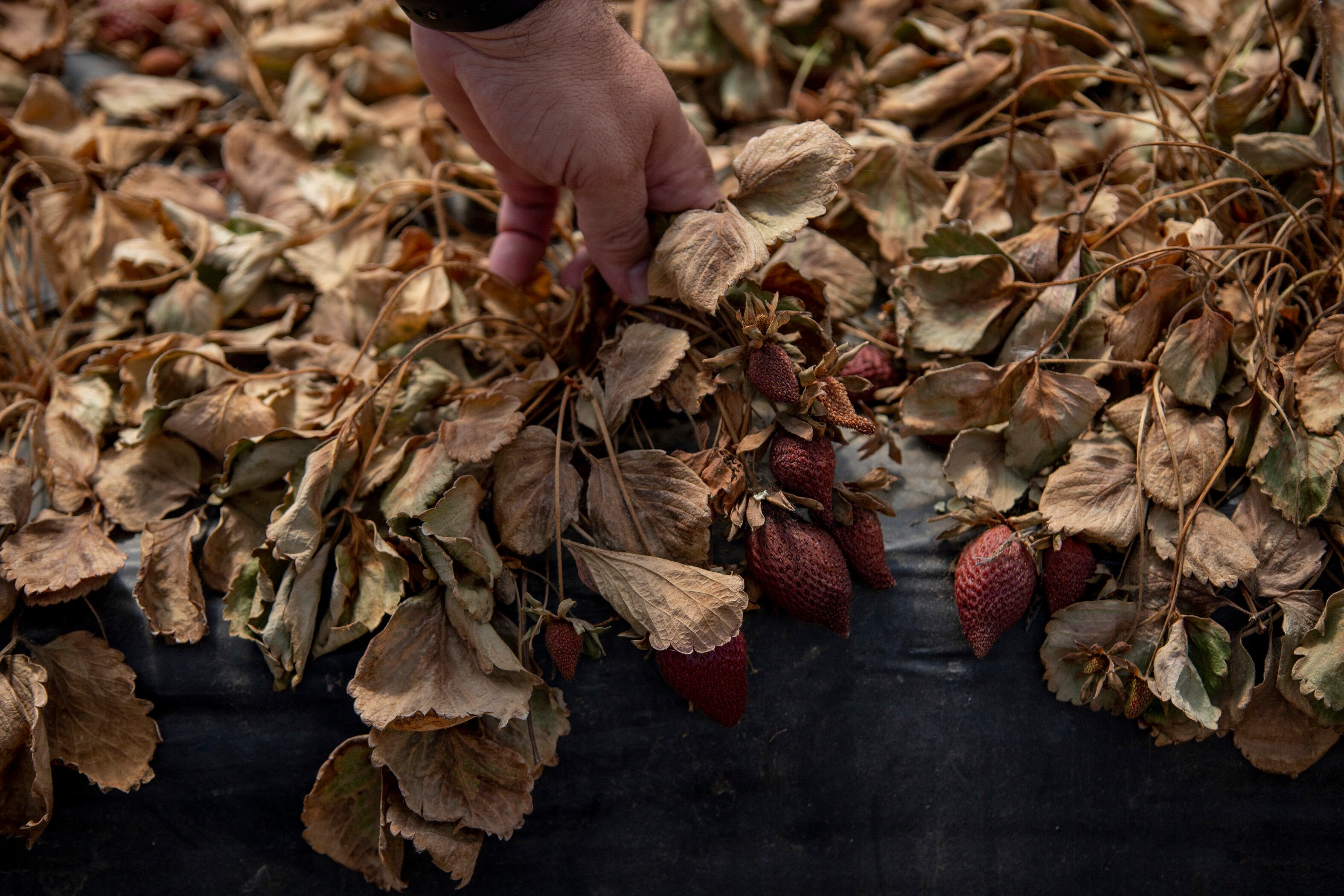  Una finca de frutos rojos seca en Almonte, Huelva.