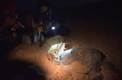 Tourists take photographs of an Olive Ridley Turtle (Lepidochelys olivacea) as she lays her eggs in a hollow in the sand at Rushikulya Beach, some 140 kilometres (88 miles) south-west of Bhubaneswar, early February 16, 2017. 
Thousands of Olive Ridley sea turtles started to come ashore in the last few days from the Bay of Bengal to lay their eggs on the beach, which is one of the three mass nesting sites in the Indian coastal state of Orissa. / AFP PHOTO / ASIT KUMAR