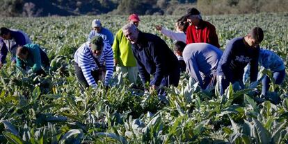 Diego Cañamero recoge alcachofas con otros jornaleros en Puerto Serrano.