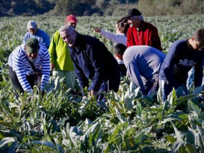 Diego Cañamero recoge alcachofas con otros jornaleros en Puerto Serrano.