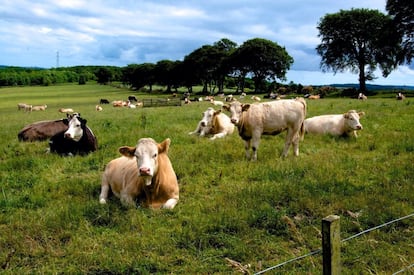 <p>Esta certificación de AENOR <strong>garantiza que las vacas pastan en libertad al durante un mínimo de 6 horas al día durante 120 días al año</strong> (o 720 horas al año, compensando en los días de sol aquellos en los que las condiciones meteorológicas hacen inviable sacar el ganado a pastar). Este tipo de producción no es una novedad. Ya supone el 100% de la leche en Irlanda o Nueva Zelanda.</p> <p>¿Se nota en la leche? Sí, de acuerdo con los resultados de dos estudios irlandeses: la vaca que se alimenta de pasto da una leche con unos perfiles más nutritivos en ácidos grasos saludables, proteína y caseína http://apc.ucc.ie/green-pastures-deliver-superior-dairy-products/. Desde la SAT (Sociedad Agraria de Transformación) Margá en Lugo, Óscar Morado, lo corrobora con cifras: <a href="http://www.sindicatolabrego.com/index.php?s=5&amp;i=1327" rel="nofollow" target="_blank">de tener 3,60 gramos de grasa y 3,30 de proteína por litro en una explotación convencional han pasado a 4,25 de grasa y 3,40 de proteína gracias al pastoreo</a>. Larsa http://leitelarsa.es/productos/leche-de-pastoreo-larsa fue la primera en hacerse con este certificado. David Verano, director de Industria Agroalimentaria y Distribución de AENOR señala que esta certificación "da respuesta a dos claras tendencias del sector lácteo: la sostenibilidad y el mantenimiento del vínculo con el medio rural y una vuelta a lo natural y a sabores más auténticos".</p> <p><strong>La alimentación con pasto frente al forraje también podría incidir en la economía del pequeño ganadeo y la longevidad del ganado</strong>. Durante las Jornadas Sobre Pastoreo en el Sector Lácteo, organizadas por el <a href="http://www.sindicatolabrego.com/index.php?s=5&amp;i=1327" rel="nofollow" target="_blank">Sindicato Labrego Galego en 2017</a>, Eloi Villada, presidente de la Sociedad Gallega de Pastos y Forrajes, destacaba que "la hierba sigue siendo el forraje más barato y el más nutritivo y equilibrado para el ganado. Implica menos maquinaria y menos consumo energético. Además, redunda en una mayor longevidad de las vacas”, si bien no especificaba cuánto de más puede vivir el animal que pasta libremente.</p>