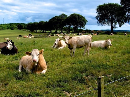 El Perte de descarbonización, una nueva oportunidad para la industria agroalimentaria