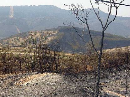Estado en el que se encuentra la comarca cacereña de las Villuercas tras declararse el miércoles seis incendios.