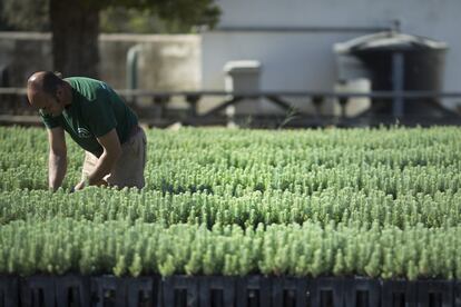 Desde la consejería de Medio Ambiente creen que hay que aprovechar esta experiencia para hacer la zona más resistente a los incendios con una vegetación más acorde con el cambio climático.