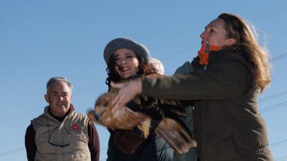 La presidenta de la Comunidad de Madrid, Isabel Díaz Ayuso (en el centro), suelta un ejemplar de águila imperial, este lunes, en San Sebastián de los Reyes.