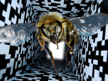 Esta abeja guarda un misterio