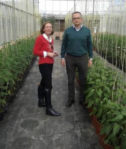 Obtener plantas de pimiento verde mas resistentes a la sequía y a la salinidad es el objetivo de un estudio desarrollado por Salvador Lopez Galarza y Angeles Calatayud, investigadores de la Universidad Politécnica de Valencia y el Instituto Valenciano de Investigaciones Agrarias. EFE/Universidad Politécnica de Valencia