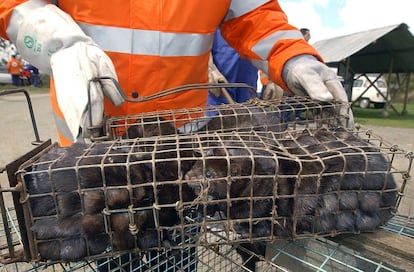 American mink captured at a farm in Carral (A Coruña) after being released by activists in 2004.