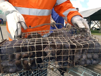 American mink captured at a farm in Carral (A Coruña) after being released by activists in 2004.