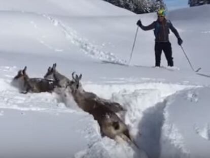 Unos trabajadores de la estación de esquí de La Molina en Girona ayuda a regresar a su hábitat a una manada
