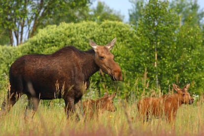 Un grupo de alces en la zona de exclusión de Chernóbil.