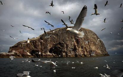 Alcatraces atl&aacute;nticos en Bass Rock, en el suroeste de Escocia (Reino Unido).