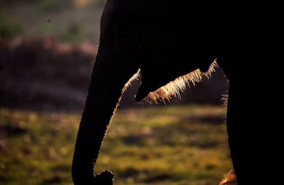 Un elefante de 16 meses en el Centro de Cría de Elefantes de Chitwan (Nepal).