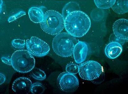 Medusas con proteínas verdes fluorescentes
