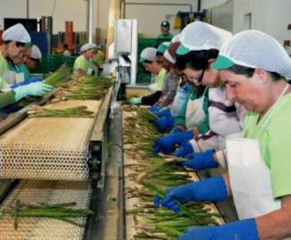 La campaña de recogida del espárrago en la localidad granadina de Huétor Tájar emplea a cerca de un millar de trabajadores, entre su recolección en el campo y su manufacturación. EFE/Archivo