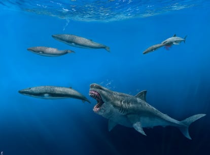 Reconstruction of a megalodon hunting whales. 