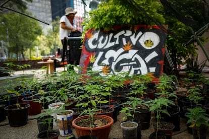 Un activista cannábico en un plantón afuera del Senado de la República, en Ciudad de México.