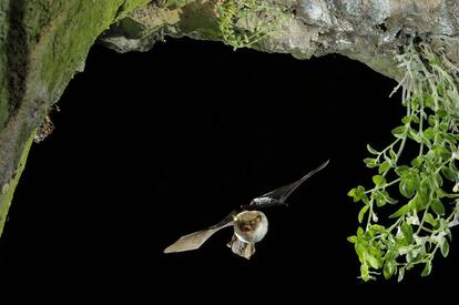 Murciélago de cueva ('Miniopterus schreibersii'). En la fotografía de alta velocidad se buscan instantes que el ojo no ve.