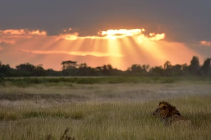 Um leão senta-se na relva do Parque Nacional de Amboseli (Quênia).