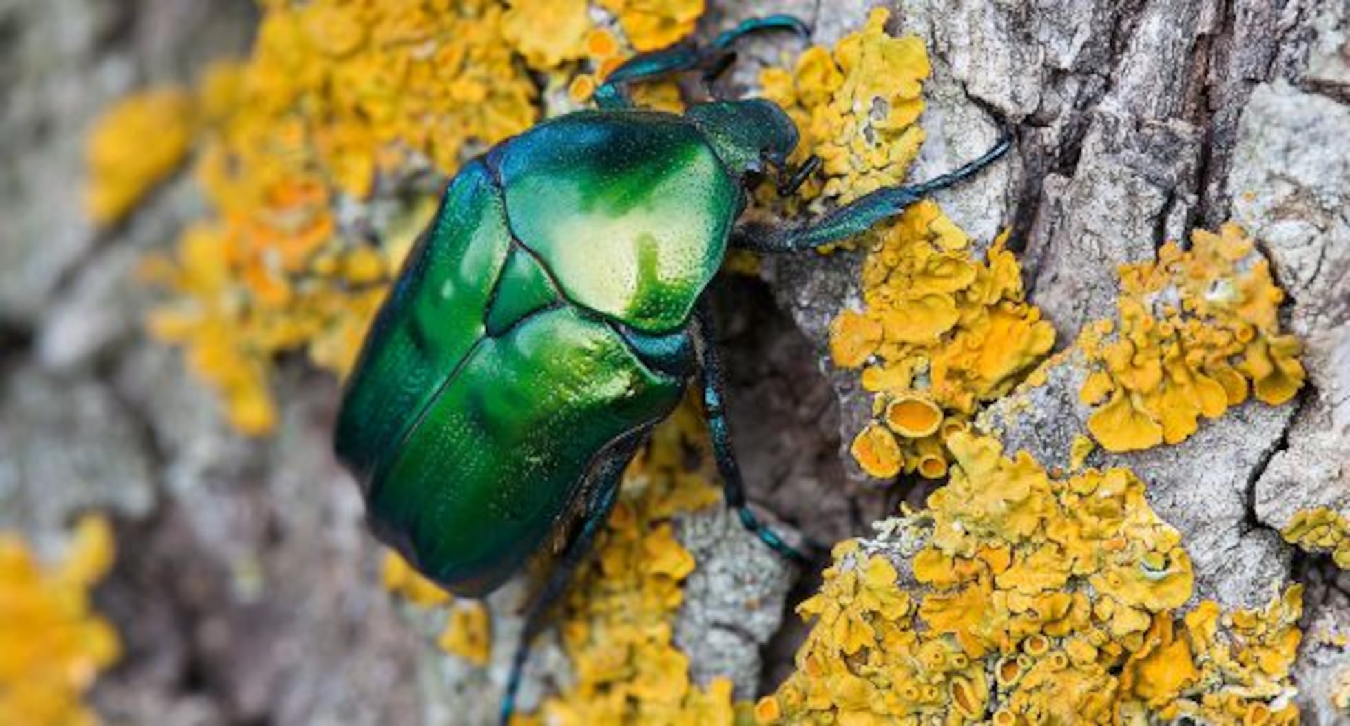 Estos escarabajos son una joya | EL PAÍS Semanal | EL PAÍS, image size:1960x1054