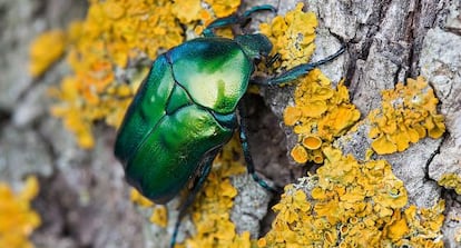 &#039;Protaetia affinis&#039; en un roble centenario.