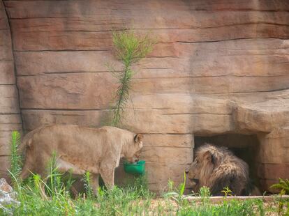 Una de las leonas junto al león en el Zoo de Barcelona
