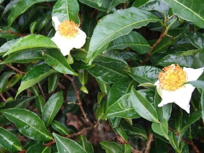 A árvore de chá ‘Camellia sinensis’.