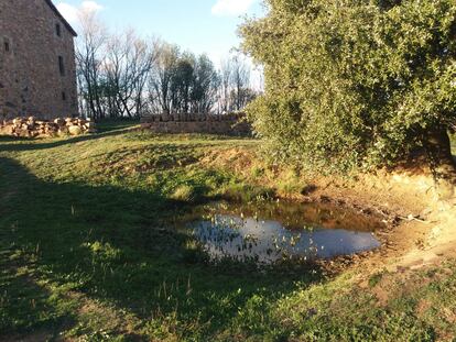 La charca de las salamandras, en Viladrau