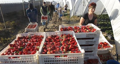 Un grupo de trabajadores extranjeros recoge fresas en Palos (Huelva).