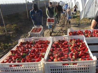 Un grupo de trabajadores extranjeros recoge fresas en Palos (Huelva).