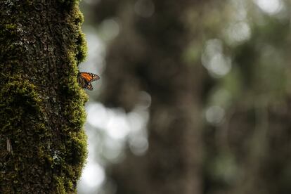 El Día de la Tierra intenta concienciar al mundo, cada 22 de abril, de la necesidad de proteger el medio ambiente y de la conservación de la biodiversidad.