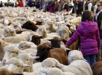 Un rebaño de unas 2.000 ovejas merinas blancas y negras procedentes de la localidad de Siruela (Badajoz) han  cruzado hoy el centro de Madrid en el marco de la XIX Fiesta Nacional de la Trashumancia.