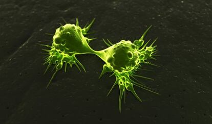 Células cancerosas dividiéndose.