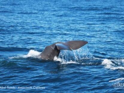 El Projecte Foto-Identificació de la fundació Cetàcea troba un grup de balenes durant una sortida d’albirament