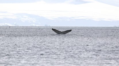 La cola de la ballena jorobada.