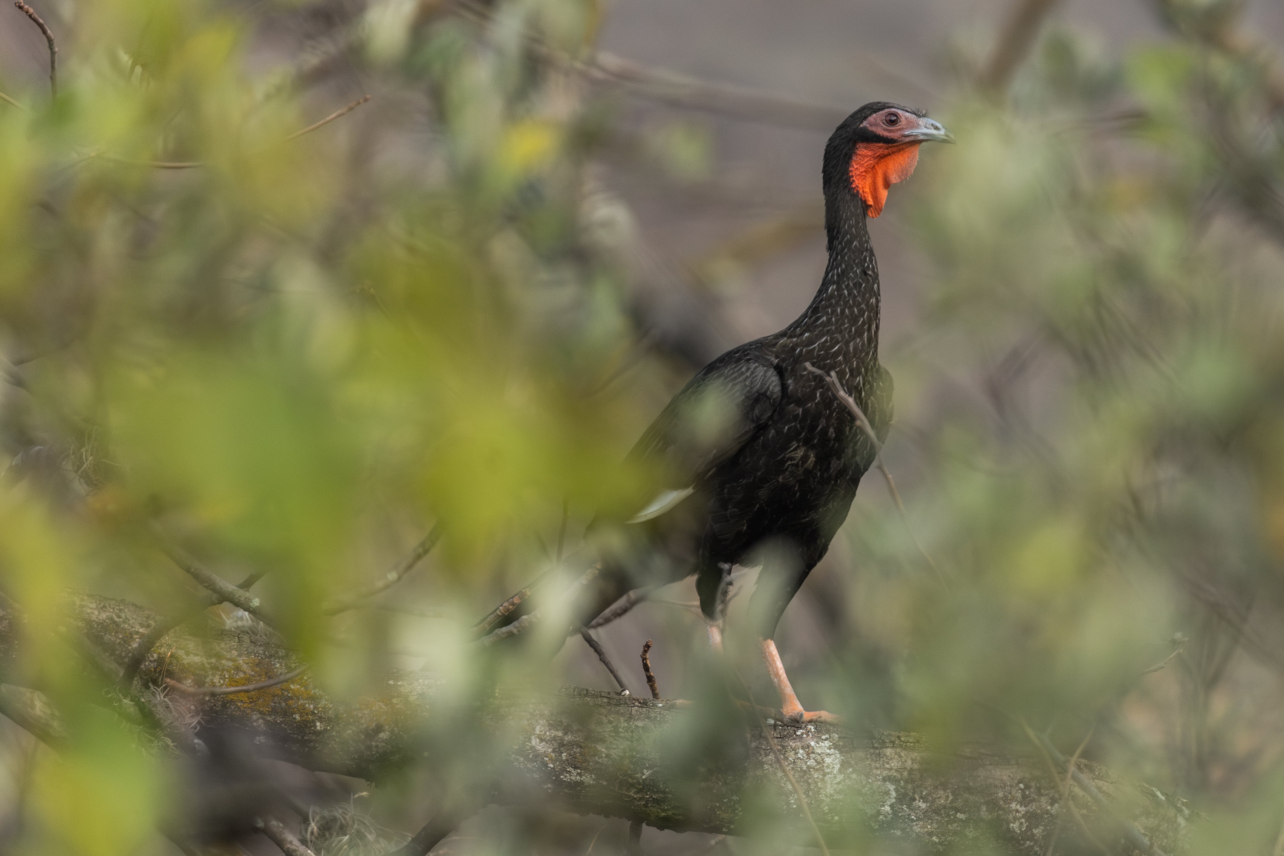 Los habitantes han dado importancia a la conservación de la especie pava aliblanca.