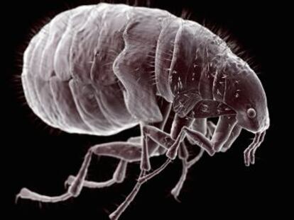Arizona detectou pulgas portadoras da bactéria que matou 50 milhões de pessoas no século XIV