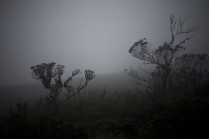 Páramo en el Parque Nacional de Chingaza, en Colombia