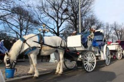 Un caballo se alimenta este 17 de enero de 2014, en la Quinta Avenida de Nueva York (EE.UU.).