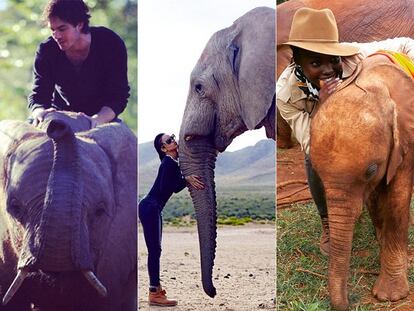 15 imágenes que demuestran que los elefantes son la última obsesión de las ‘celebrities’