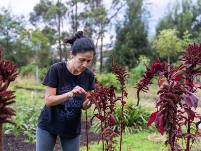 Claudia García Becerra recolecta semillas de amaranto, en su finca en Cotacachi (Ecuador), el 3 de marzo de 2023.