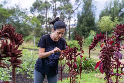 Claudia García Becerra recolecta semillas de amaranto, en su finca en Cotacachi (Ecuador), el 3 de marzo de 2023.